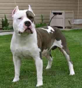 6524american-staffordshire-terrier1